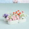 White Miniature Potted Plants