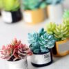 Miniature Green Potted Plants