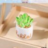 Miniature Potted Cactus Plants